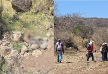 En jornada de búsqueda de personas desaparecidas localizan dos cadáveres y restos óseos en cerro de Jacona