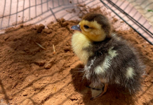 Llama Zoológico de Morelia a respetar la fauna silvestre