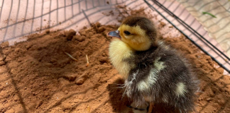 Llama Zoológico de Morelia a respetar la fauna silvestre