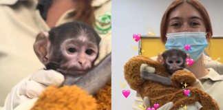 #VIDEO // ¿Un monito“Punch” mexicano? Yuji, el bebé mono rechazado por su madre que conmueve en Guadalajara