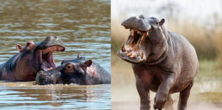 Colombia aprueba sacrificar hasta 80 hipopótamos de Pablo Escobar ante riesgo ambiental