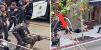 #VIDEO // Perro policía K-9 somete a sujeto que apuñaló a un empleado en San Diego
