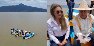 Gobierno de Michoacán siembra mil ejemplares de achoque en el lago de Pátzcuaro
