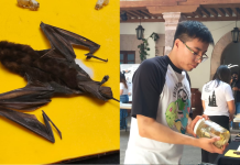 Los murciélagos; mamíferos magníficos controladores de plagas, con estigma social a vampiros y brujas