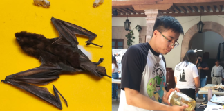 Los murciélagos; mamíferos magníficos controladores de plagas, con estigma social a vampiros y brujas