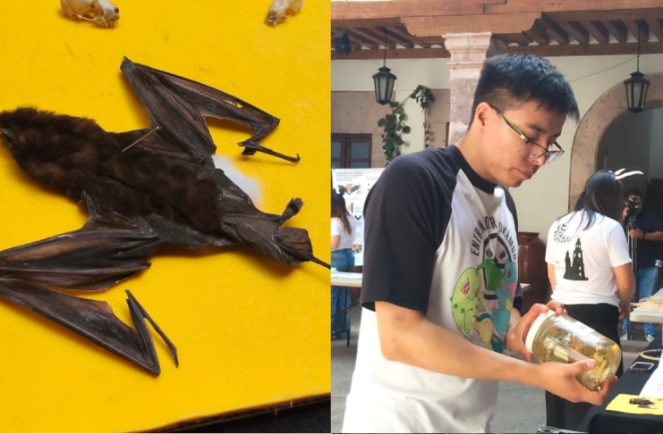 Los murciélagos; mamíferos magníficos controladores de plagas, con estigma social a vampiros y brujas