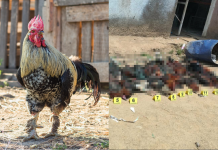 FGE desmantela palenque clandestino de peleas de gallos; rescata casi 30 ejemplares