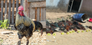 FGE desmantela palenque clandestino de peleas de gallos; rescata casi 30 ejemplares