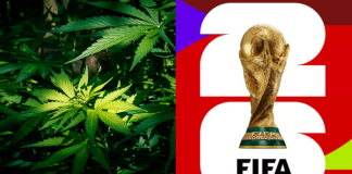 Organizaciones exigen regular el cannabis ante la llegada del Mundial 2026