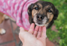 ¿Con quién se queda el perro? Buscan incluir custodia compartida de mascotas en divorcios