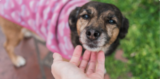 ¿Con quién se queda el perro? Buscan incluir custodia compartida de mascotas en divorcios