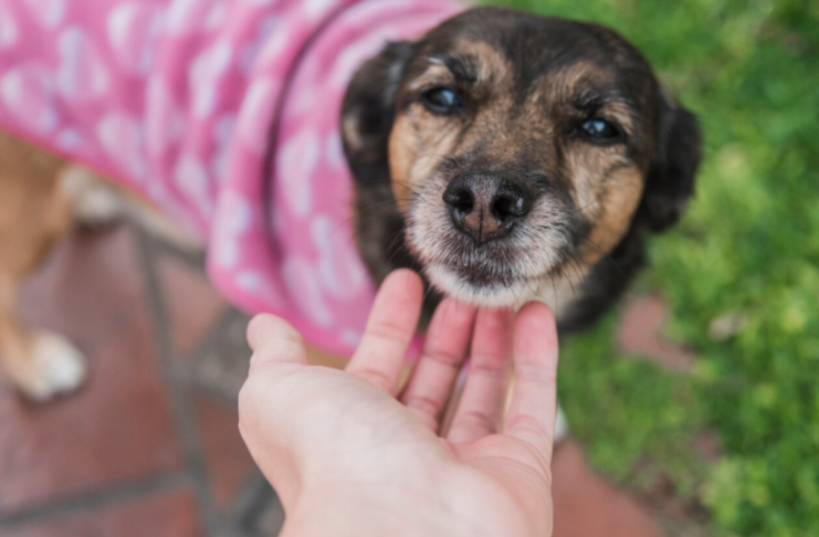 ¿Con quién se queda el perro? Buscan incluir custodia compartida de mascotas en divorcios