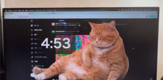 #VIDEO // El gato gigante que te bloquea la computadora para que por fin descanses