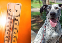 ¿Cómo identificar y frenar un golpe de calor en tu perro?