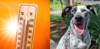 ¿Cómo identificar y frenar un golpe de calor en tu perro?
