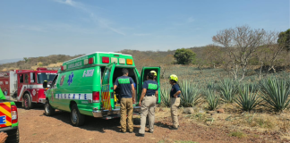 Adulto mayor es atacado por abejas, en el cerro de La Beata