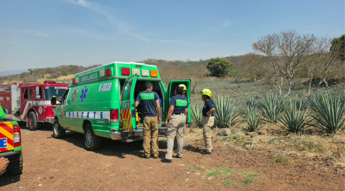 Adulto mayor es atacado por abejas, en el cerro de La Beata
