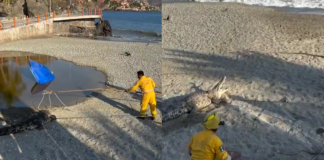 VIDEO | Capturan cocodrilo en playa Principal de Zihuatanejo reportado la mañana de Viernes Santo