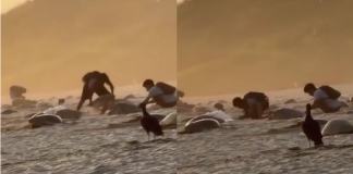 VIDEO | Captan saqueo de nidos de tortuga en el santuario de Oaxaca; piden intervención federal