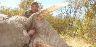 Muere cazador Ernie Dosio tras ser atacado por elefantes al proteger a una cría en Gabón