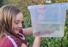 Hallan Ajolote mexicano herido en río de Gales; una niña lo rescata y sorprende a especialistas