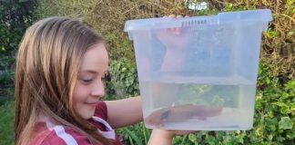 Hallan Ajolote mexicano herido en río de Gales; una niña lo rescata y sorprende a especialistas