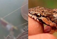 #VIDEO Joven de 14 años fallece tras mordedura de serpiente en Amroha.
