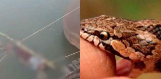#VIDEO Joven de 14 años fallece tras mordedura de serpiente en Amroha.