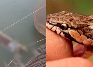 #VIDEO Joven de 14 años fallece tras mordedura de serpiente en Amroha.