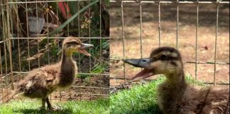 #VIDEO Patito regresa a casa, pero su familia ya no lo reconoce