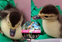 El patito regresó a casa: Zoológico de Morelia recupera a la cría y agradece rectificación