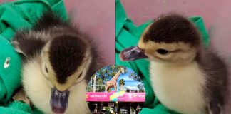 El patito regresó a casa: Zoológico de Morelia recupera a la cría y agradece rectificación