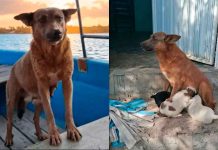 Envenenan a “Beni”, la heroica perrita ecologista que limpiaba la presa Yosocuta