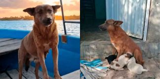 Envenenan a “Beni”, la heroica perrita ecologista que limpiaba la presa Yosocuta