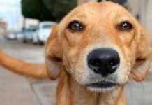 El perrito “caramelo” es oficialmente reconocido como raza mexicana.