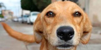 El perrito “caramelo” es oficialmente reconocido como raza mexicana.