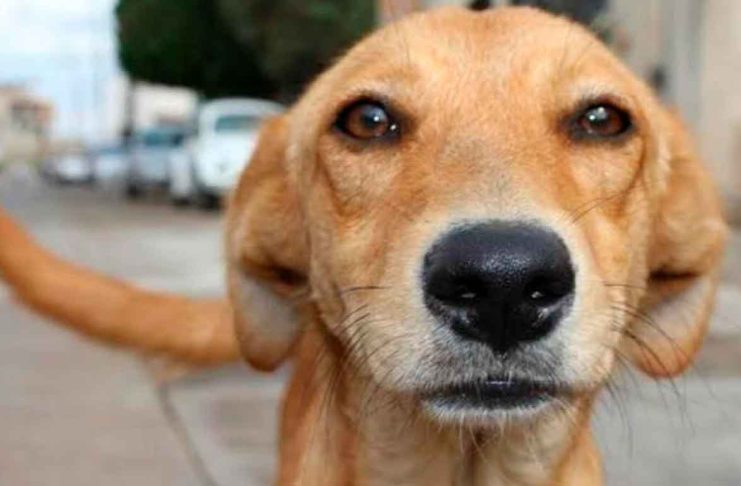 El perrito “caramelo” es oficialmente reconocido como raza mexicana.