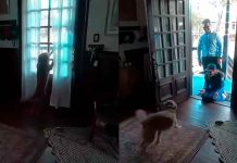 VIDEO | Así fue el reencuentro de la astronauta Christina Koch con su perrita al volver de la Luna