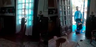 VIDEO | Así fue el reencuentro de la astronauta Christina Koch con su perrita al volver de la Luna