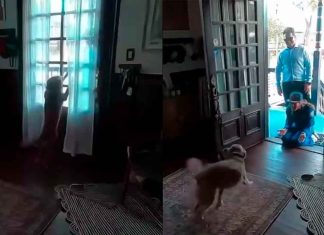 VIDEO | Así fue el reencuentro de la astronauta Christina Koch con su perrita al volver de la Luna