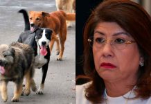 Piden castigo para Mariela Gutiérrez tras confesar el sacrificio de 10 mil perros