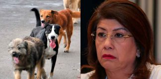 Piden castigo para Mariela Gutiérrez tras confesar el sacrificio de 10 mil perros