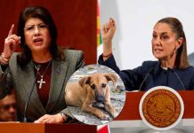 Sheinbaum defiende a Mariela Gutiérrez por sacrificio de 10 mil perros: “No violó la ley”