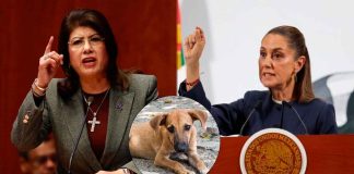 Sheinbaum defiende a Mariela Gutiérrez por sacrificio de 10 mil perros: “No violó la ley”