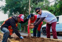 Sustituyen palmeras por jacarandas para mejorar áreas verdes en Zacapu