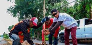 Sustituyen palmeras por jacarandas para mejorar áreas verdes en Zacapu