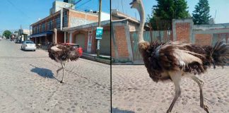 #VIDEO // ¡Insólita fuga! Avestruz sorprende al pasearse por calles de Tepotzotlán
