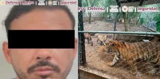 Capturan a José Antonio ‘N’ en Nuevo León con un arsenal y 7 felinos exóticos