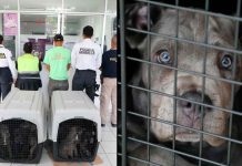 FGE investiga venta ilegal de seres sintientes; rescatan a 8 cachorros y ponen a disposición a dos personas