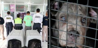 FGE investiga venta ilegal de seres sintientes; rescatan a 8 cachorros y ponen a disposición a dos personas